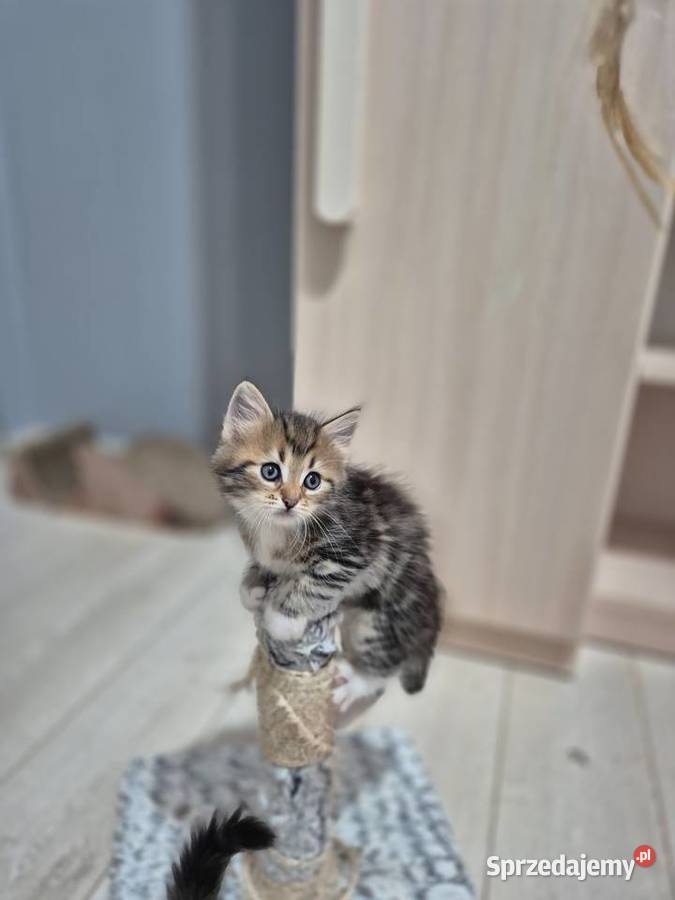 Syberyjska kotka OLIWKA rodowód FIFE FPL Stary Broniszew