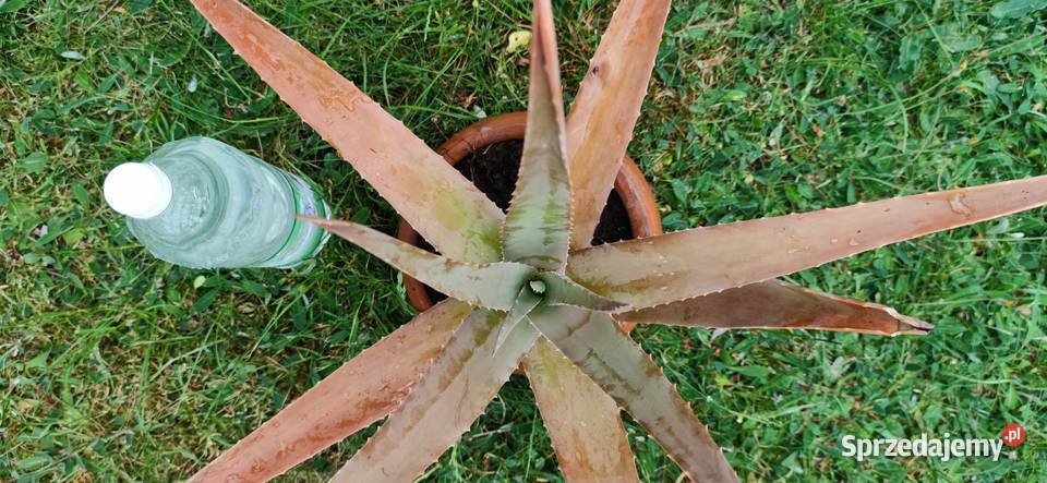 Agawa roślina ozdobna do ogrodu Józefów