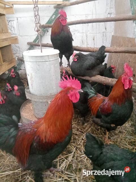 Jaja kury Marans czarny