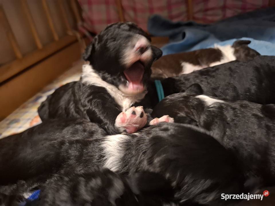 Portugalski pies dowodny szczenięta pieski Makówiec