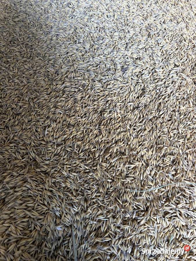 Owies 1 centrali Pozostałe mazowieckie