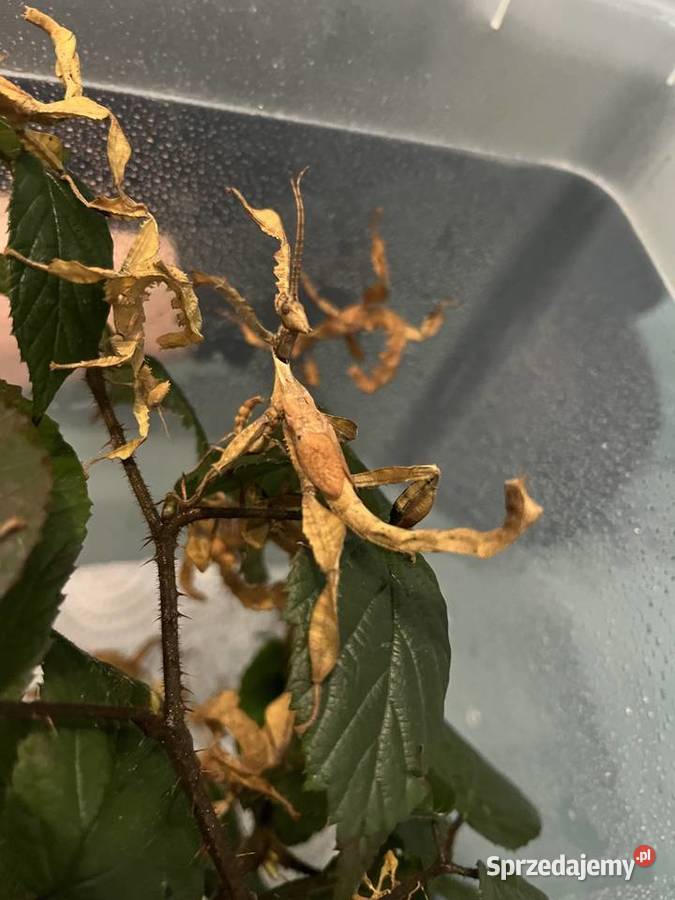 Straszyk australijski extatosoma tiaratium