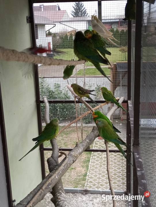 Barabanda barabandy Grodzisk Wielkopolski