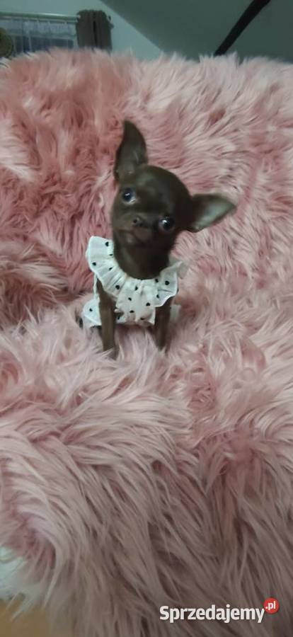 MIKRUSEK Dziewczynka Chihuahua Gotowa Do Ciszkowo sprzedam