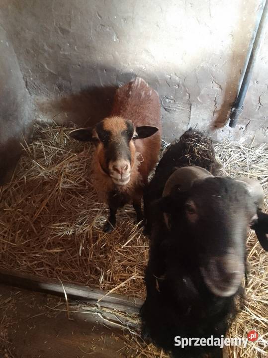 Owca i baran opolskie Praszka