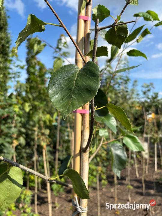 Brzoza pożyteczna Doorenbos 300 biała kora Sompolno