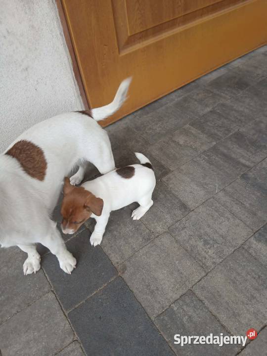 Jack Russell Terrier suczka Grabów