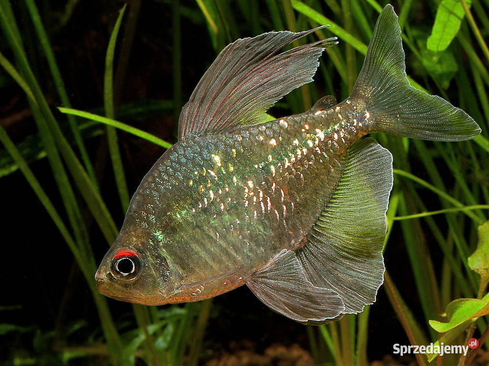 Błyszczyk brylantowy Moenkhausia pittieri Gdańsk