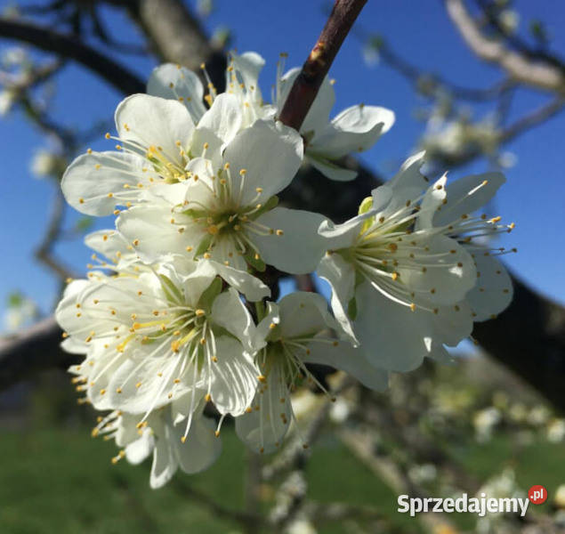 ŚLIWA WANGENHEIMA Prunus domestica Wangenheima Lubanie