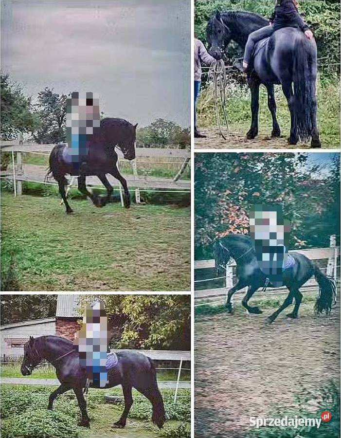 Ogier fryzyjski lat 8