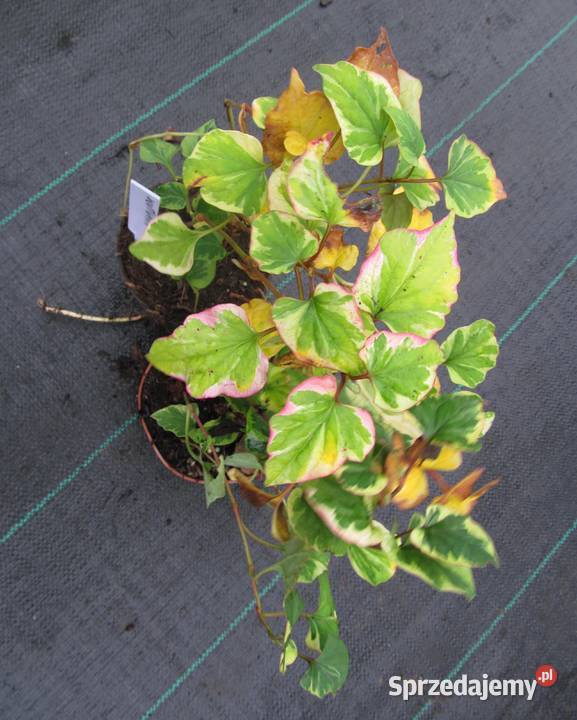Houttuynia cordata Chamaeleon Tułacz pstry Mogilno