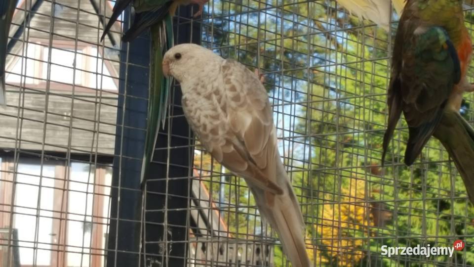 Świergotka Niebieski Standard Oranż Samica lubuskie Pszczew sprzedam