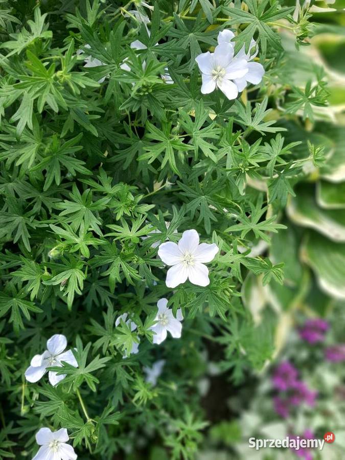 Bodziszek biały Geranium sanguineum Album Lublin