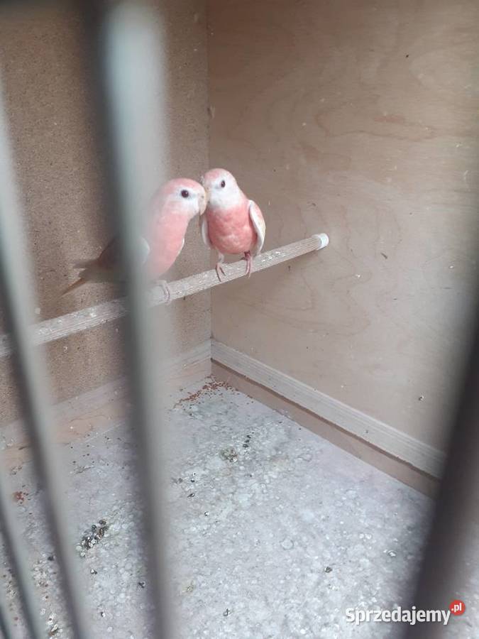 Sprzedam lilianki wielkopolskie Kalisz sprzedam