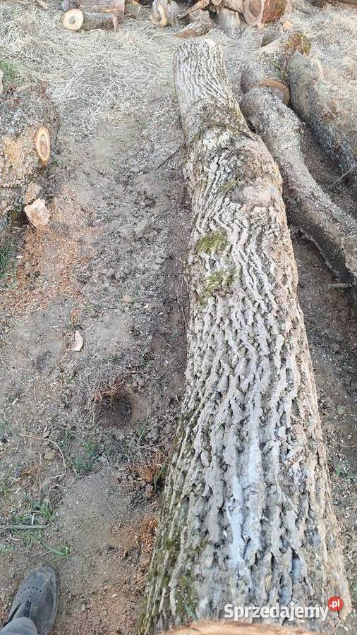 Orzech włoski kłoda Tarnów