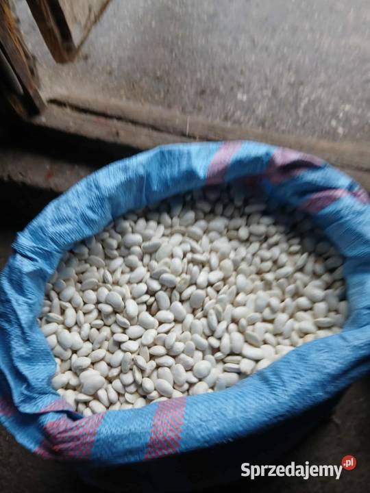 Fasola Jaś gruba gotowa pod zasiew Przeorsk