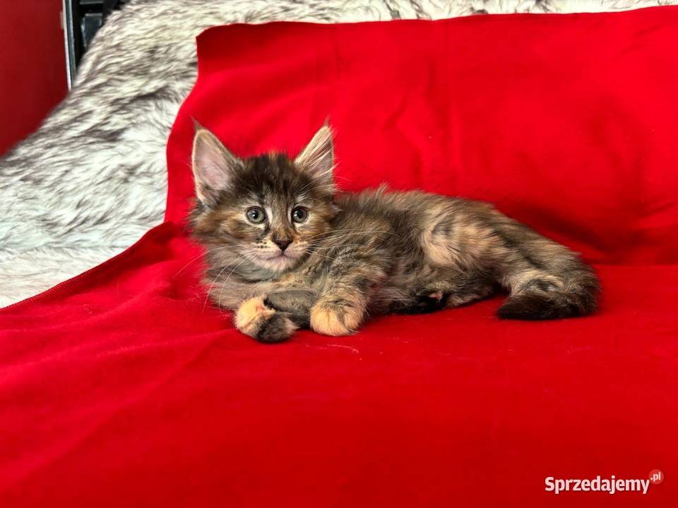 Kociaki Norweskie Leśne Warszawa sprzedam