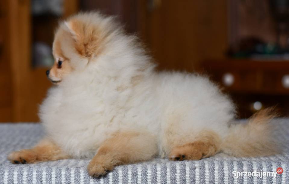 Szpic miniaturowy pomeranian piesek Łódź