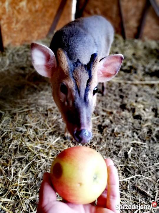 Mundżak mundżaki chińskie Pozostałe Kraków