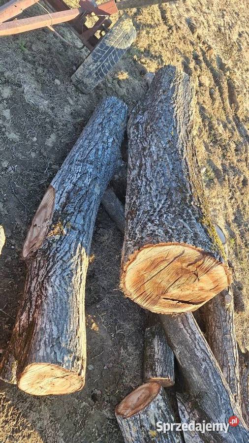 Orzrch włoski kłody Tarnów