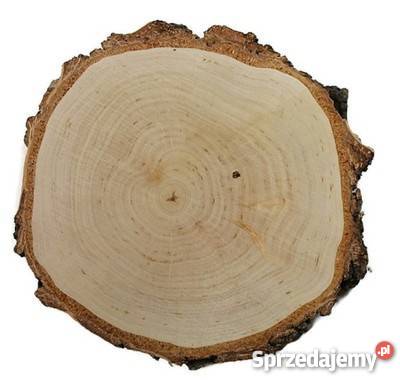 Plastry drewniane krążki drewna brzoza 1417