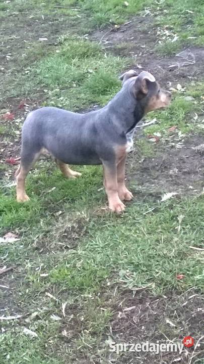 staffik niebieska suczka bez rodowodu Korczew