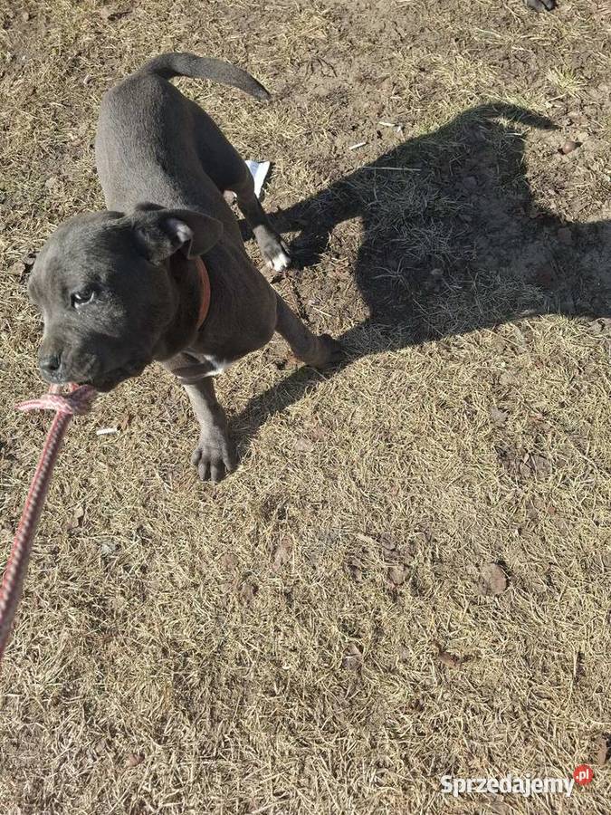 Szczeniaki Cane Corso mazowieckie Radom