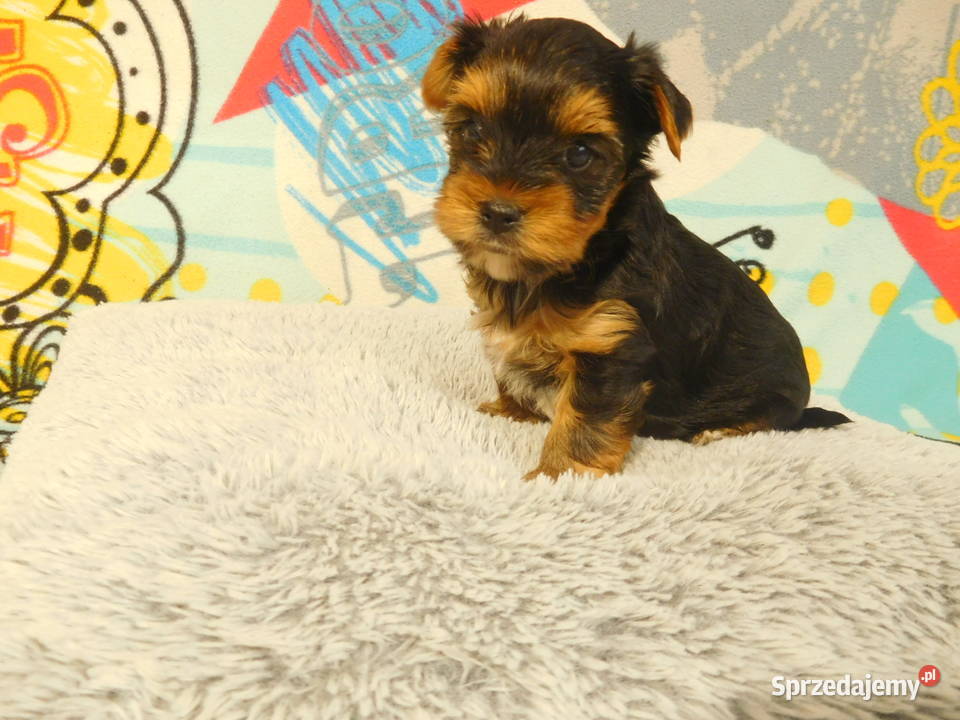 yorkshire terrrier samczyk złoto czarny biewer Rzeszów