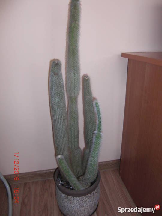 Kaktus 100 Lubaczów sprzedam