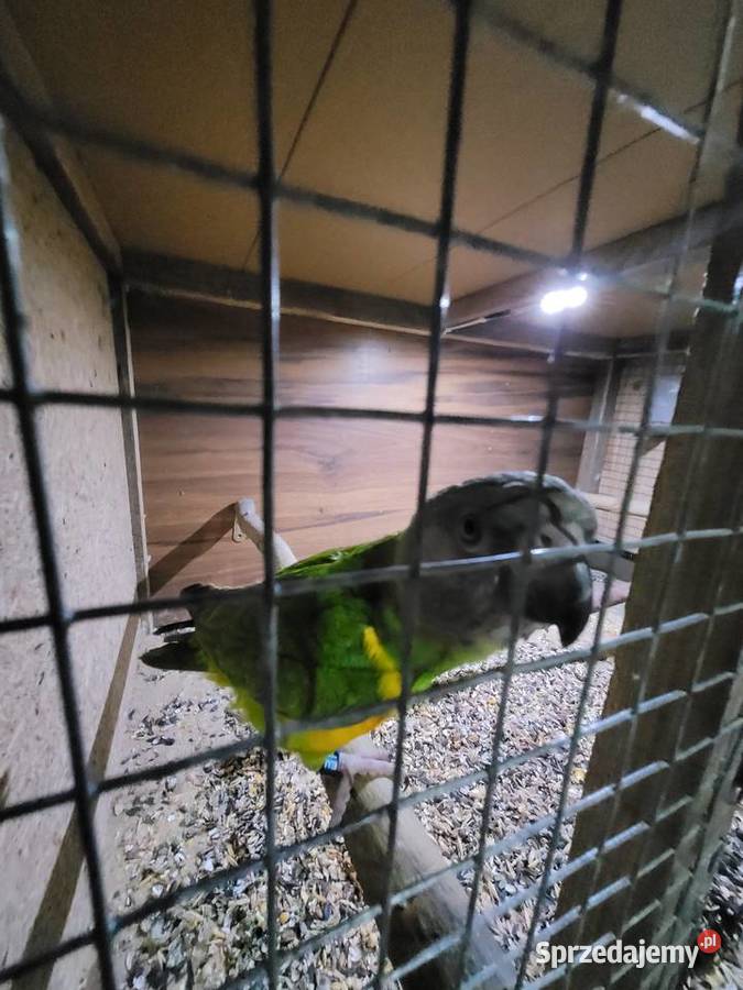 Afrykanka żółtobrzucha senegalka 2023r samica Ulanica