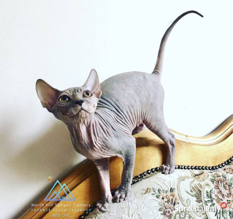 FPL kotka niebieska szylkret sfinks kanadyjski Sosnowiec