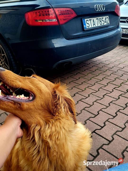 Zapowiedź miotu Golden Retriever ciemno złote Poręba