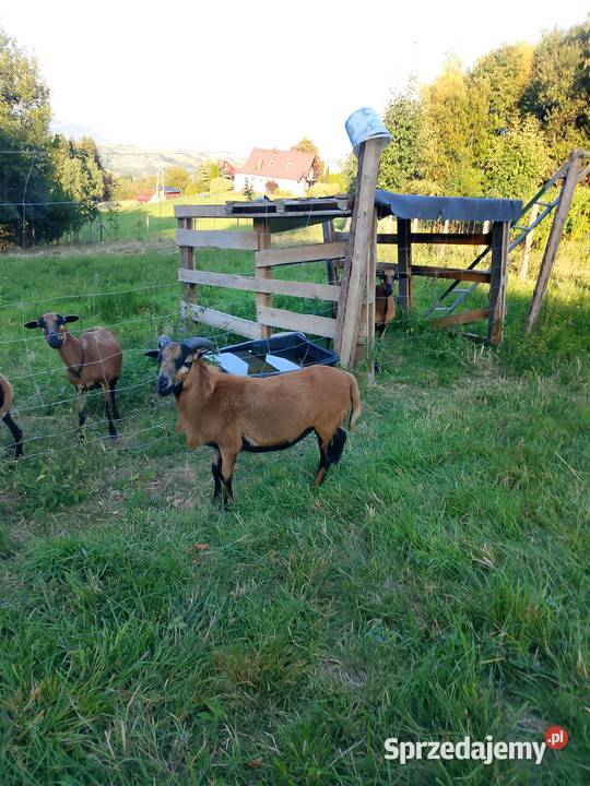 Baran kameruński 11miesiecy Przyszowa