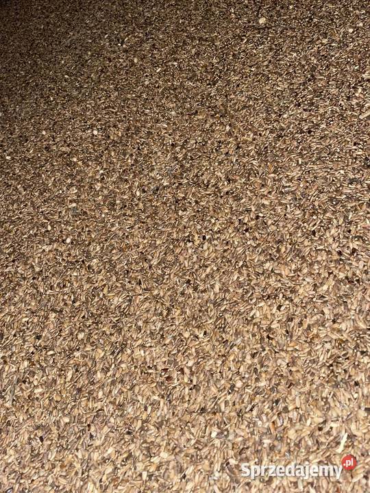 Ostropest plamisty ekologiczny Gościno sprzedam