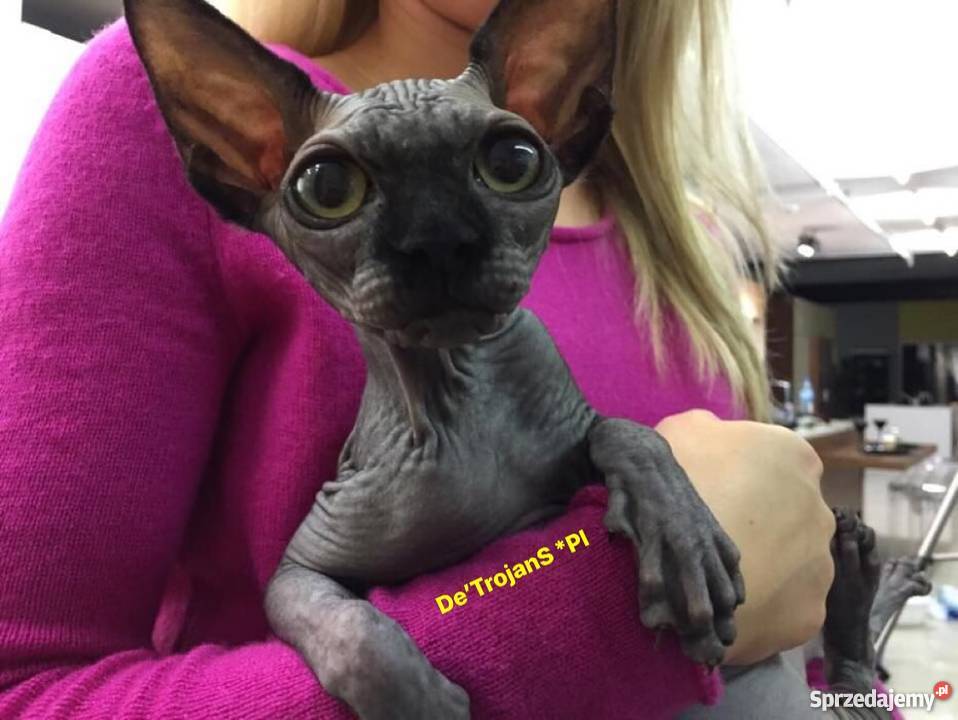 SPHYNX CANADIAN Sfinks Kanada Warszawa Sosnowiec