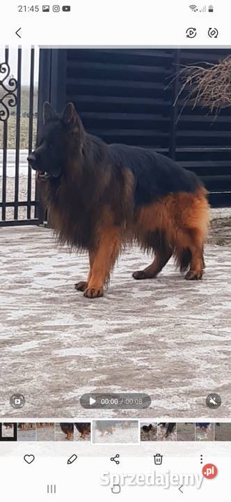 Owczarek niemiecki długowłosy Szczeniaki ZKwP Bielany Wrocławskie sprzedam