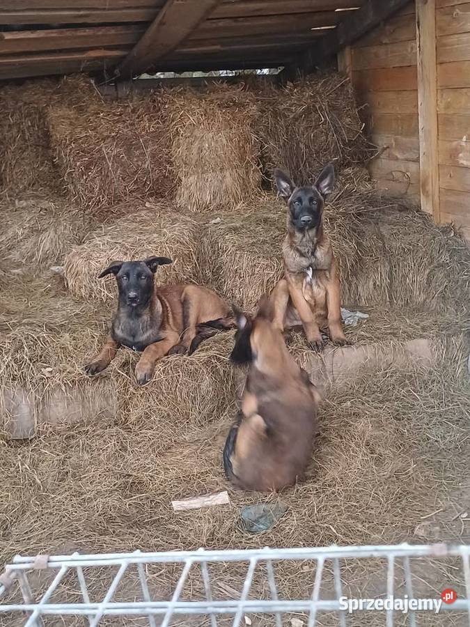 Owczarek Belgijski Psy Zambrów sprzedam