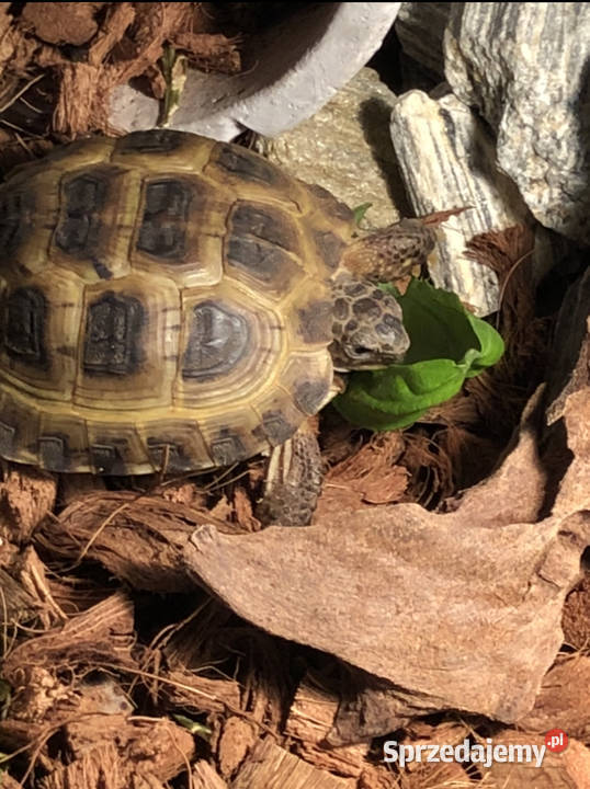 Żółw lądowy sprzedam