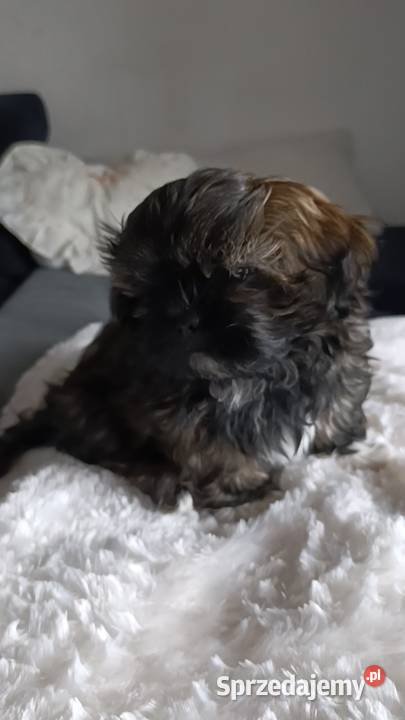 Shih tzu rodowód