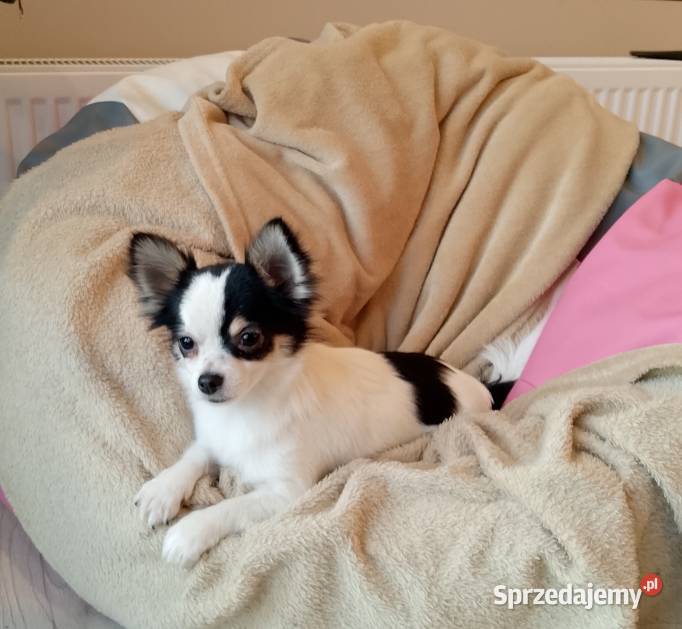 Chihuahua chłopiec długowłosy sprzedam