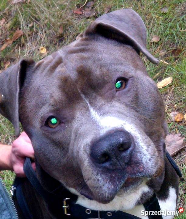 American Staffordshire Terrier BlueBłękitny sprzedam