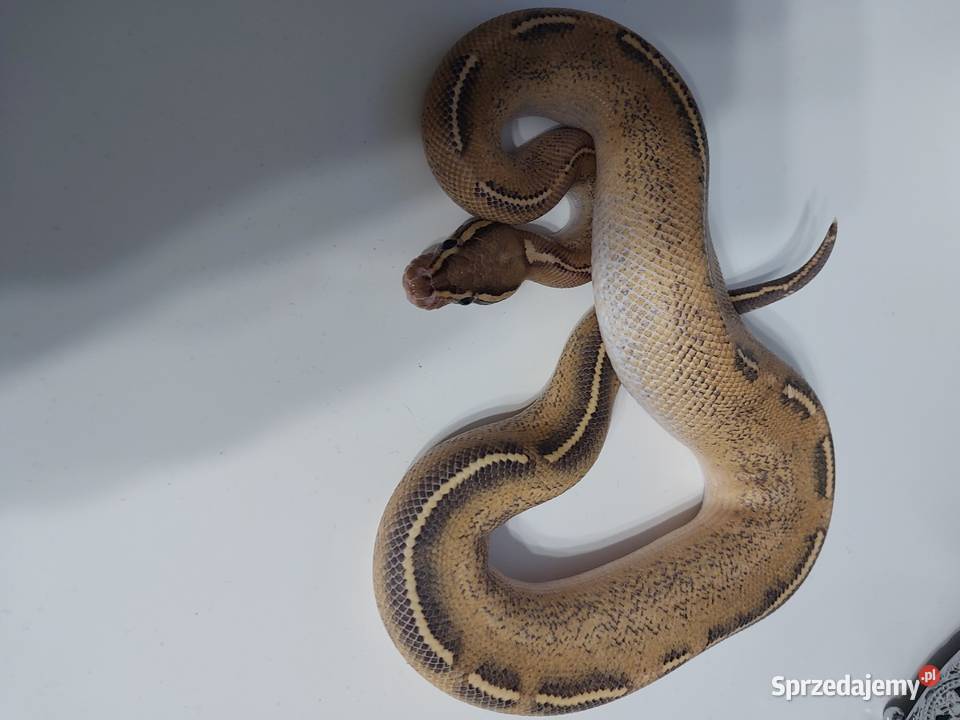 Pyton królewski samiec highway Orange dream Reda