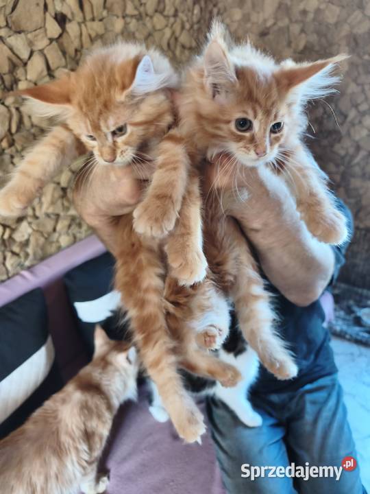 Śliczne kotki rasy Maine coon z rodowodem Prawęcin