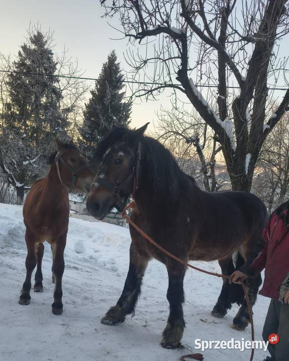 Sprzedam ogierka zimnokrwistego