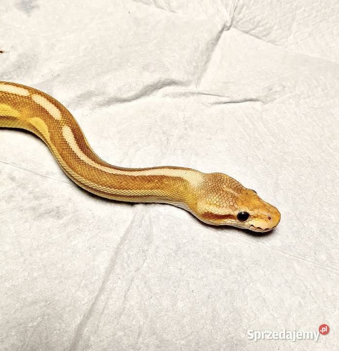 Pyton Królewski Python Regius Banana Pewter Zabrze sprzedam