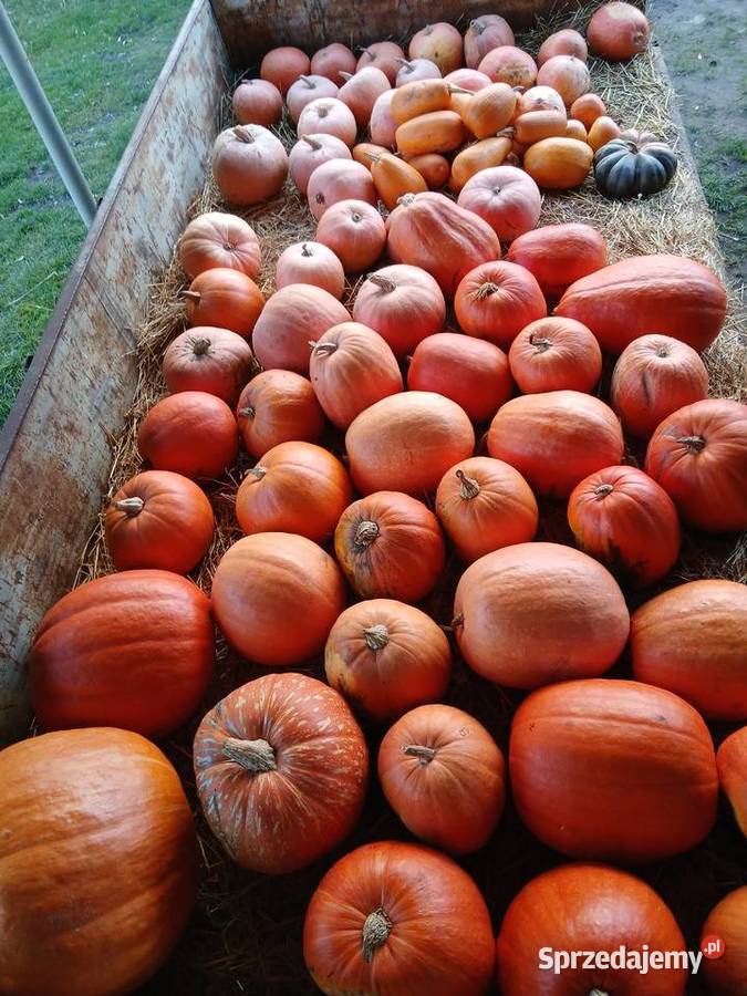 Dynia jadalna halloween Poznań
