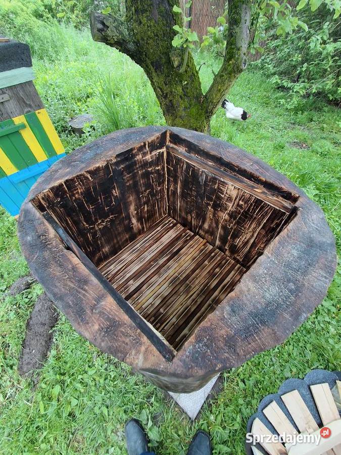 w pniu lipowym Kończyce Małe