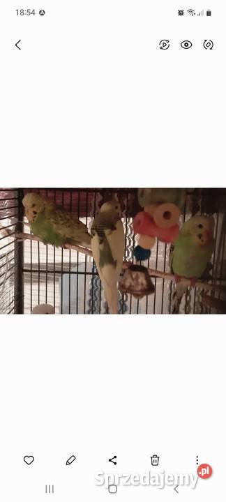 Sprzedam papugi faliste Reda