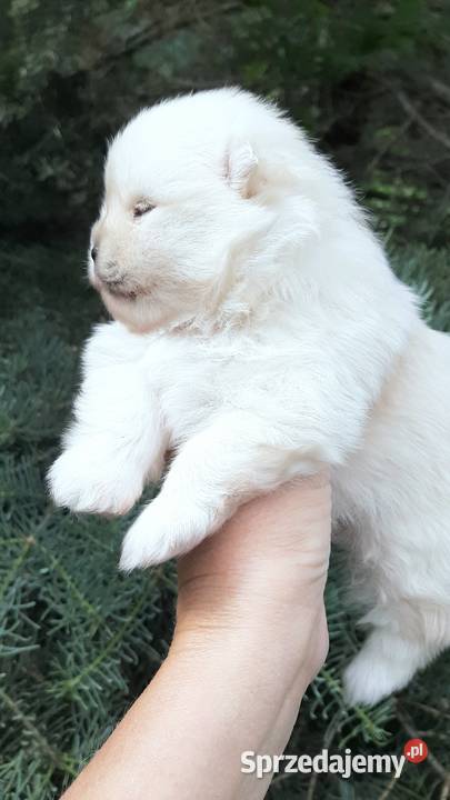 Szpic miniaturowy pomeranian miś Szpic miniaturowy łódzkie