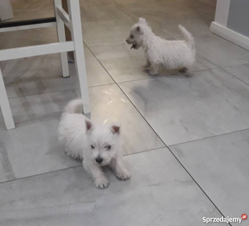 West Highland White Terrier Mszczyczyn